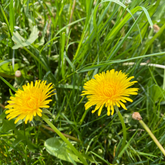 Organic Dandelion root (Taraxacum officinale)